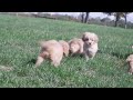 Cavapoo dogs for sale: Shelly - Video 1