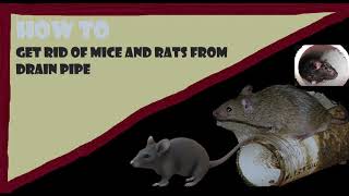 Get rid of mice/rats from drain pipe