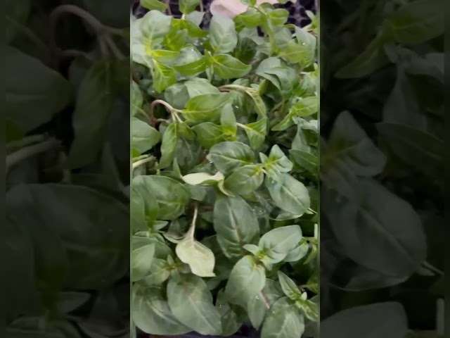 Стандарт поставки видео №1 Фуксия гибридная ампельная Свингтайм