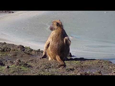 Djuma: Baboons and Nyala bull by the dam - 15:24 - 04/09/19
