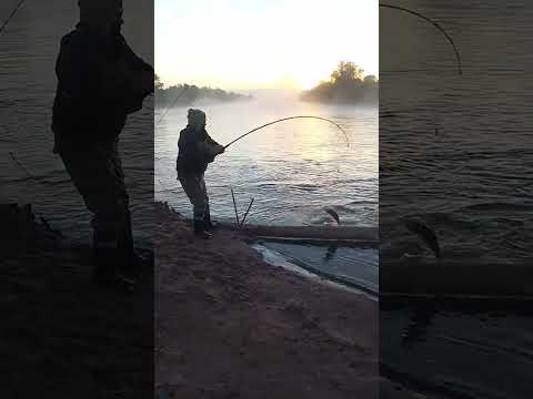 pesca de dorado, Yuto Jujuy