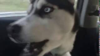 Adorable Husky Dog Sings Lime in the Coconut by Harry Nilsson Perfectly