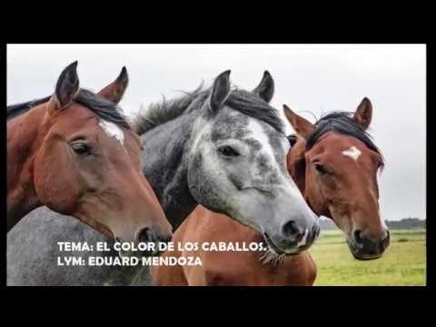 , title : 'EL COLOR DE LOS CABALLOS L YM: EDUARD MENDOZA'