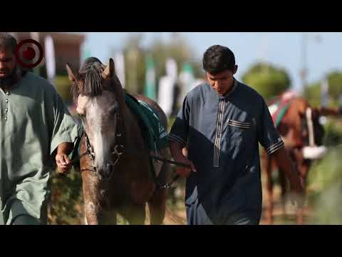 Marcus Arch Horse Racing Cup