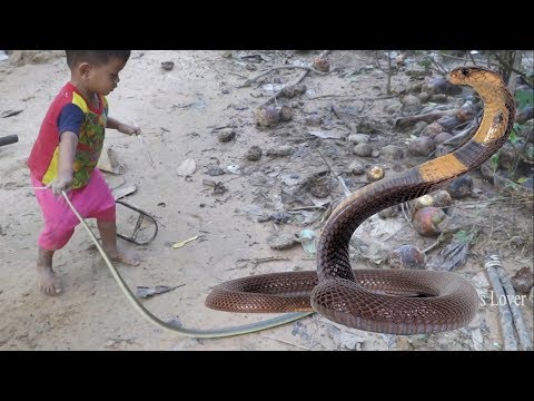 Wow! Brave Children Catch wild Snake With Bare Hand - How to Catch  Snake in Cambodia