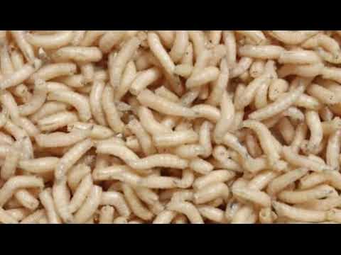 OBADDE OKIMANYI NTI ENVUNYU DAGALA NNYO? MANYA EMIGASI GYE ENVUNYU