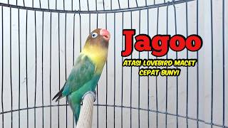 Download lagu Lovebird Gacor Ngekek Panjang FIGHTER Memancing BUNYI, Lovebird DIAM PASTI NYAUT mp3