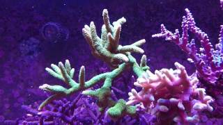 Lucien Reef's 5000 liters Reef system 18/08/2016