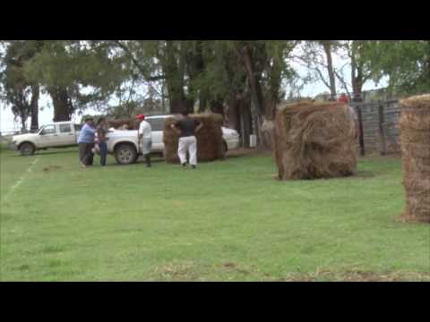 Esteban Cacciavillani Gerente de Ferialvarez IMPORTANTE REMATE DE HACIENDA EN MACKENNA