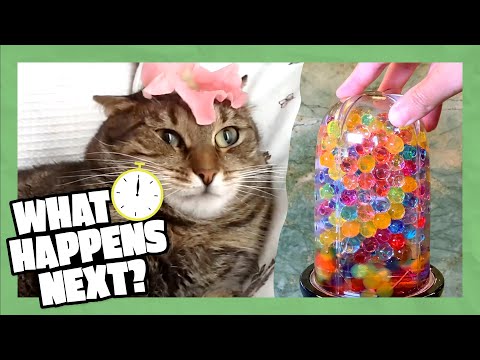Why Did the Fish Cross the Road? | What Happens Next | Funny Video Guessing Game