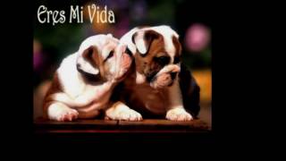 conjunto primavera - jugando al amor  (te quiero, te adoro, te extraño)