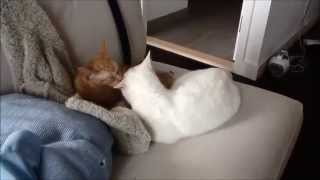 Cats hug and groom each other