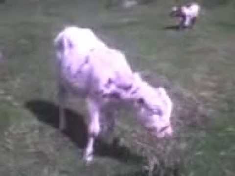 BECERROS NORMANDO - VENTA MAYOR Y AL DETAL