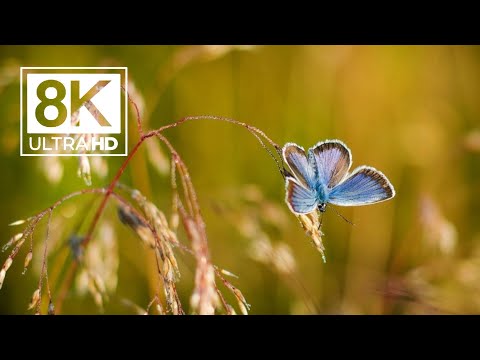 Colorful Insects in 8K ULTRA HD - See The Collection of Insects (HDR)