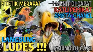 Download lagu Suara Pikat Burcil Paling Ampuh Sekali Putar Auto ... mp3