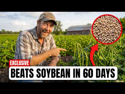 This Crop Replaces Fertilizer, Feed, and Protein for $3. Why Did They Bury It?