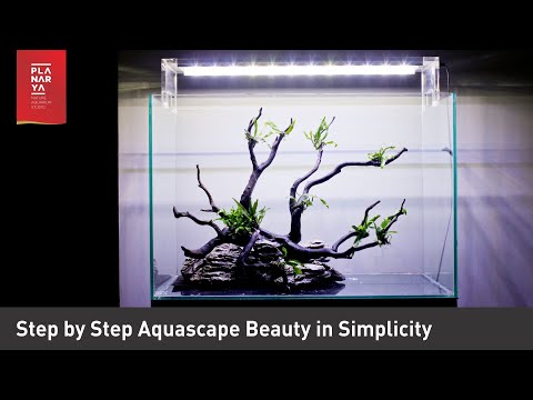 Step by step Aquascape Beauty in Simplicity