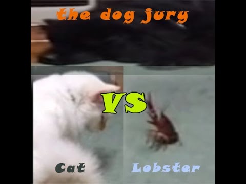 Funny cat videos - funny fight cat vs Lobster, Who Win ????