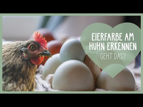 , title : '🥚 Ei Farbe am Huhn erkennen 🐔 eigene Hühner im Garten | #Selbstversorgung #Hühnerhaltung #Eier'