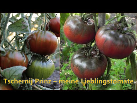 DIE musst Du unbedingt anbauen: Tschernij Prinz - meine Lieblingstomate