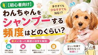 【🔰初心者向け】わんちゃんをシャンプーする頻度はどのくらい？ |  おやつ・おもちゃを使わない「究極のしつけ」