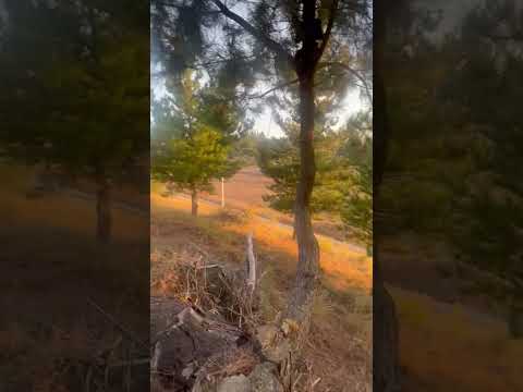 PARCELA DE SECTOR TOMECO, YUMBEL REGIÓN BIO-BIO