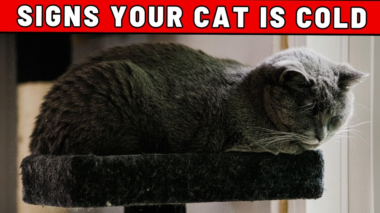 Signs That Your Cat Is Cold