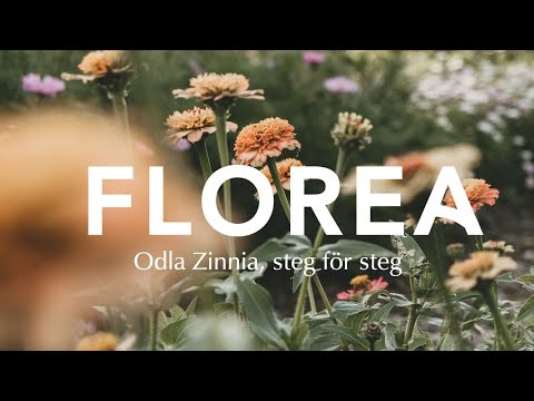 Odla Zinnia steg för steg