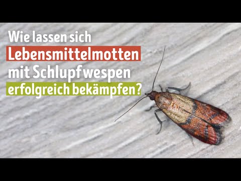 Lebensmittelmotten effektiv bekämpfen – mit Trichogramma Schlupfwespen