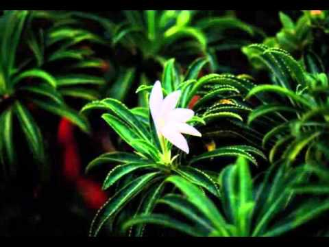 Trio Vatea - Mama e arii vahine oe