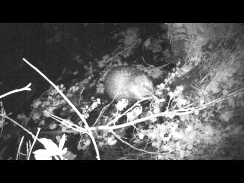 Beaver Run Android