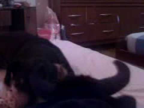 daschund vs bull kkkkkkkkkkkkk