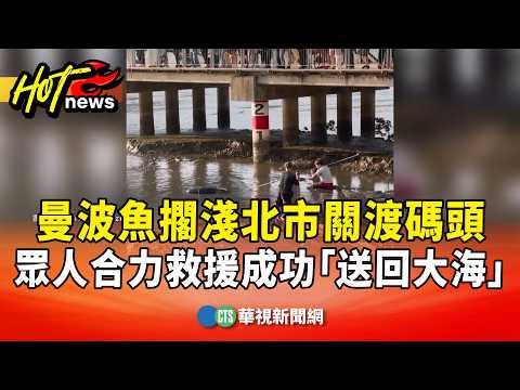 曼波魚擱淺北市關渡碼頭　眾人合力救援成功「送回大海」