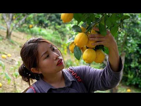 From Forest Fruits to the Market – A Day Building a New Life