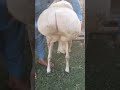 Milled Turkey Dumba