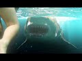 Megalodon Shark - Beach Attack Scene - The Meg (2018) Movie Clip HD