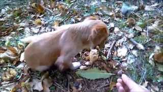 Dog eating chestnuts ...