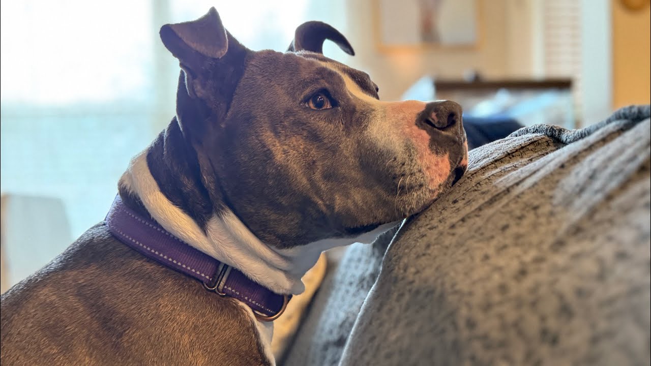 Enlarge Holly The Best Family Dog, a Adoptable mixed breed in Austin, TX video 6/6