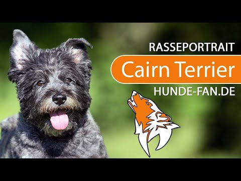 ► Cairn Terrier [2018] Rasse, Aussehen & Charakter