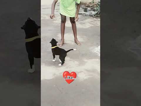 #hashtag #Dog lover🐕#cute Dog#rio❤️#whatsappstatus