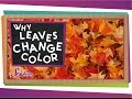 Why Do Leaves Change Colors in the Fall? | Biology for Kids | SciShow Kids
