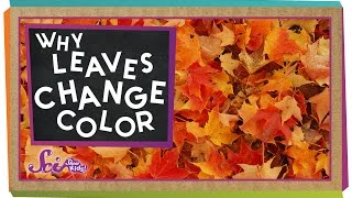 Why Do Leaves Change Colors in the Fall? | Biology for Kids | SciShow Kids