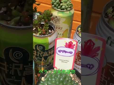 テラスやバルコニーに緑を加えるために、屋外用の大きな鉢に植えられた植物はどれですか?  庭園