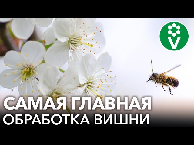 ВИШНЯ, ЧЕРЕШНЯ ЗАЦВЕЛИ ИЛИ УЖЕ ОТЦВЕТАЮТ? Обязательно опрыскайте ЭТИМ от всех болезней и вредителей