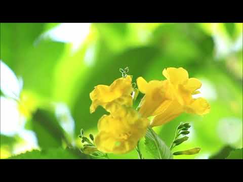 himno 525   No habrá más llanto allá ,, himnario adventista