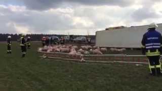preview picture of video 'Tiertransporter mit 650 Ferkeln umgekippt'