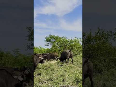 Herd of Buffaloes Tramples Old Male Lion in Epic Battle 😢