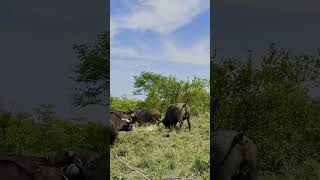 Download lagu Herd of Buffaloes Tramples Old Male Lion in Epic Battle 😢 mp3