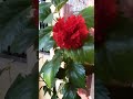 Mudda Mandaram Hibiscus