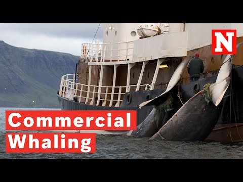 商業捕鯨とは何ですか?